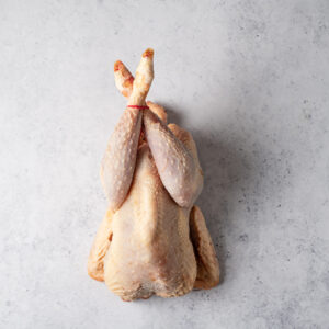 Gallina