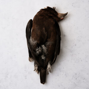 Grouse